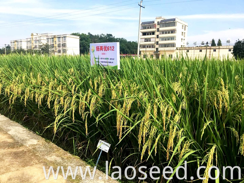 Yangliangyou 612 Rice seeds